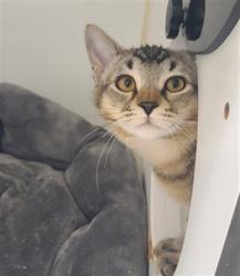 Shelter Stray Male Cat last seen FOUND IN FRONT OF SHELTER, 16 Barnes Ct, Hayward, CA 94544, USA