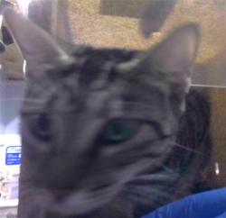 Shelter Stray Female Cat last seen Near BLOCK CHULI NENE, TALLAHASSEE FL 32301, 1125 Easterwood Dr, Tallahassee, FL 32311, USA