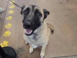 Shelter Stray Female Dog last seen , 14409 Vanowen St, Van Nuys, CA 91405, USA