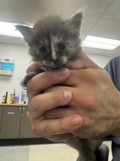 Shelter Stray Female Cat last seen , 14409 Vanowen St, Van Nuys, CA 91405, USA