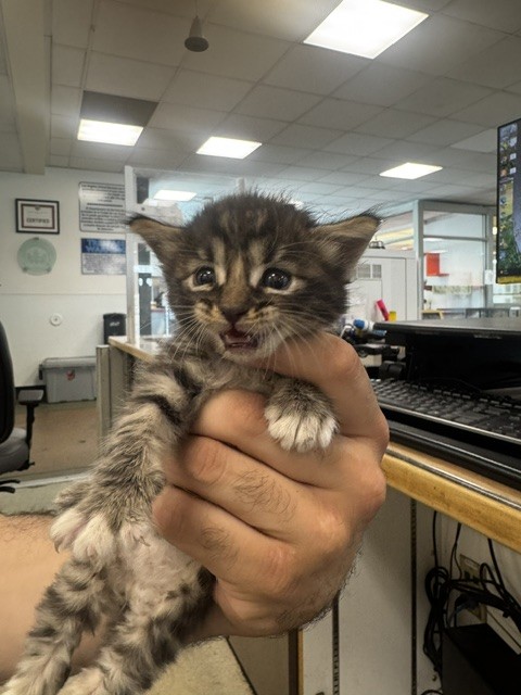 Shelter Stray Male Cat last seen , 14409 Vanowen St, Van Nuys, CA 91405, USA