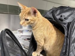 Shelter Stray Male Cat last seen , 14409 Vanowen St, Van Nuys, CA 91405, USA