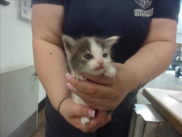 Shelter Stray Female Cat last seen , 14409 Vanowen St, Van Nuys, CA 91405, USA