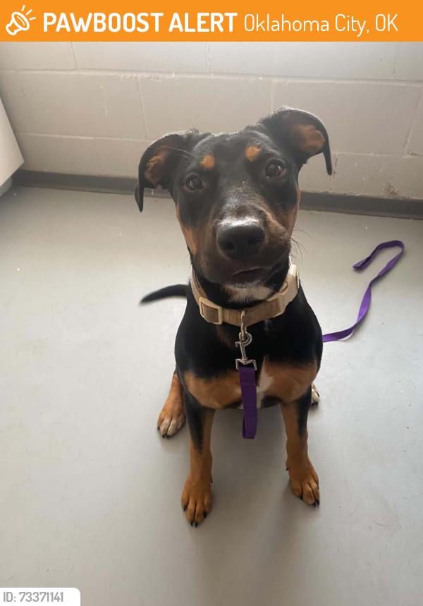 Found/Stray Female Dog last seen NW 116th Ct, Oklahoma City, OK 73114