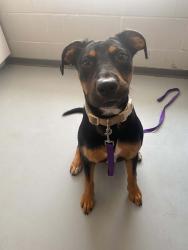 Found/Stray Female Dog last seen NW 116th Ct, Oklahoma City, OK 73114