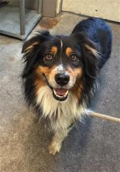Shelter Stray Male Dog last seen CENTER PKWY & MACK RD, 2127 Front St, Sacramento, CA 95818, USA