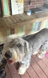 Reunited Male Dog last seen Highgate ln, Rowlett, TX 75088