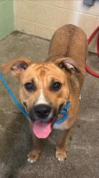 Shelter Stray Female Dog last seen NORTHVIEW DR & GARDEN HWY, 2127 Front St, Sacramento, CA 95818, USA