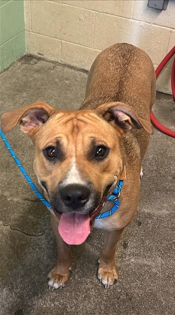 Shelter Stray Female Dog last seen NORTHVIEW DR & GARDEN HWY, 2127 Front St, Sacramento, CA 95818, USA