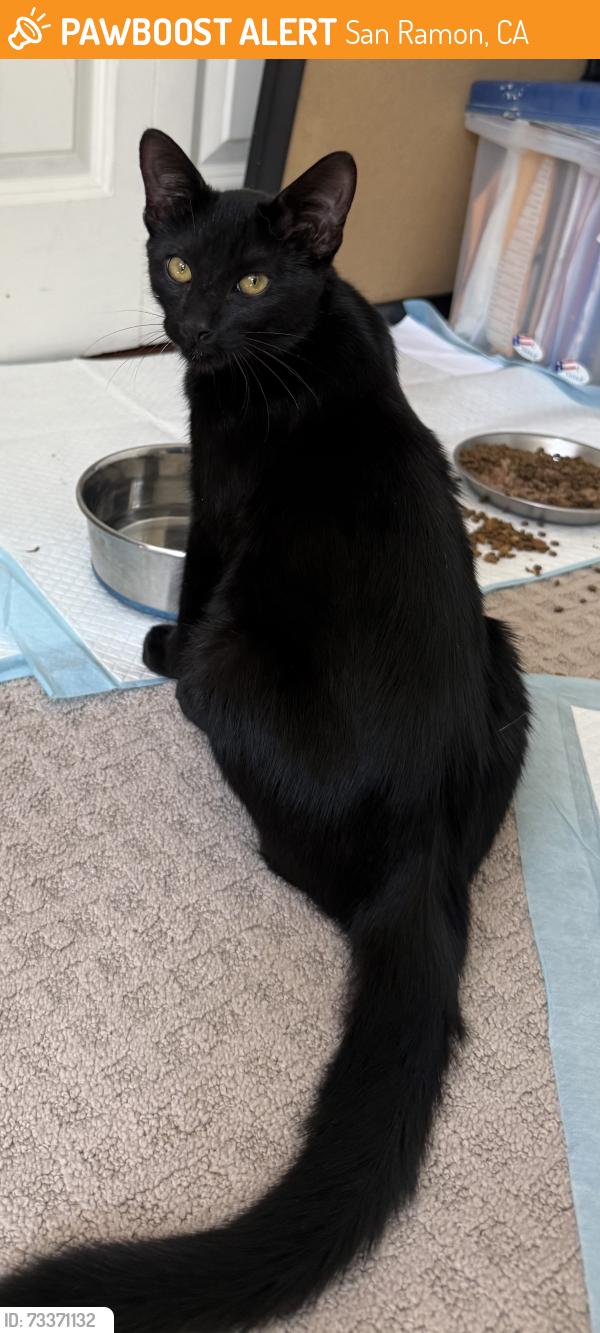 Found/Stray Male Cat last seen Bollinger Canyon and Dougherty, San Ramon, CA 94583