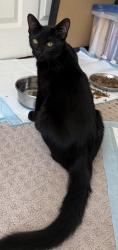 Found/Stray Male Cat last seen Bollinger Canyon and Dougherty, San Ramon, CA 94583