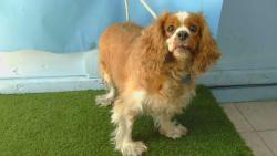 Shelter Stray Male Dog last seen , 216 W Victoria St, Gardena, CA 90248, USA