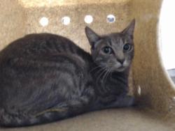 Shelter Stray Female Cat last seen Near BLOCK FIREFLY ST, FAYETTEVILLE NC 28306, 4704 Corporation Dr, Fayetteville, NC 28306, USA