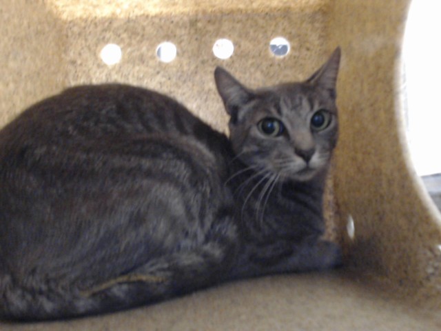Shelter Stray Female Cat last seen Near BLOCK FIREFLY ST, FAYETTEVILLE NC 28306, 4704 Corporation Dr, Fayetteville, NC 28306, USA