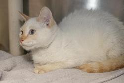 Shelter Stray Male Cat last seen CHARLOTTE, 8315 Byrum Dr, Charlotte, NC 28217, USA