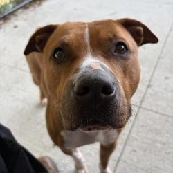 Shelter Stray Male Dog last seen Near, 5001 E Raymond St, Indianapolis, IN 46203, USA