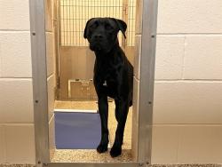 Shelter Stray Male Dog last seen Near BLOCK SANDERS VW, COLORADO SPRINGS CO 80916, 610 Abbot Ln, Colorado Springs, CO 80905, USA