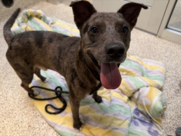 Shelter Stray Male Dog last seen , 3201 Lacy St, Los Angeles, CA 90031, USA