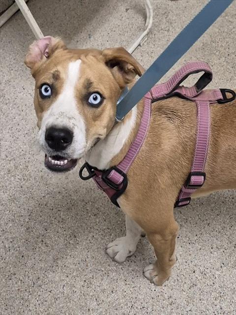 Shelter Stray Female Dog last seen Near BLOCK EDWARDS AVE, BAKERSFIELD CA 93306, 3951 Fruitvale Ave, Bakersfield, CA 93308, USA