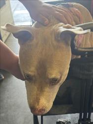 Shelter Stray Male Dog last seen , 1850 W 60th St, Los Angeles, CA 90047, USA