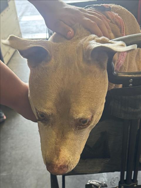 Shelter Stray Male Dog last seen , 1850 W 60th St, Los Angeles, CA 90047, USA