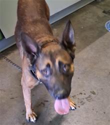 Shelter Stray Male Dog last seen , 1850 W 60th St, Los Angeles, CA 90047, USA