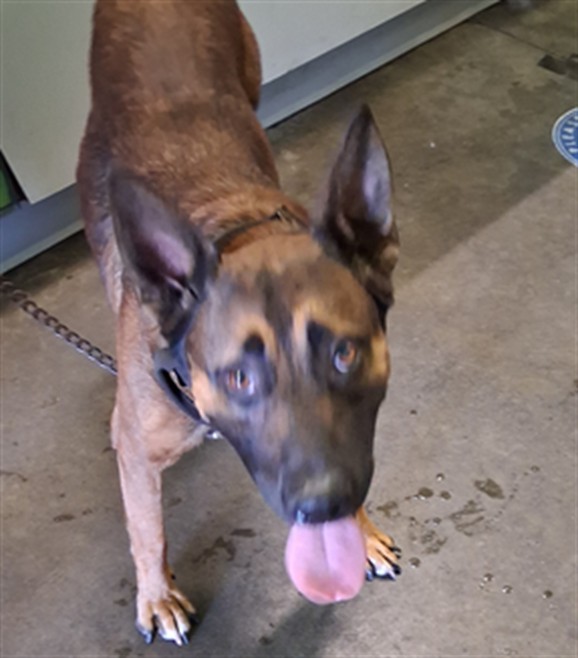 Shelter Stray Male Dog last seen , 1850 W 60th St, Los Angeles, CA 90047, USA