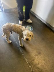 Shelter Stray Male Dog last seen , 1850 W 60th St, Los Angeles, CA 90047, USA