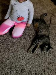 Reunited Male Cat last seen Williams rd seffner fl, Tampa, FL 33610