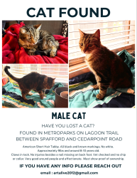 Found/Stray Male Cat last seen Cedarpoint Rd Lewis Road, Olmsted Township, OH 44138