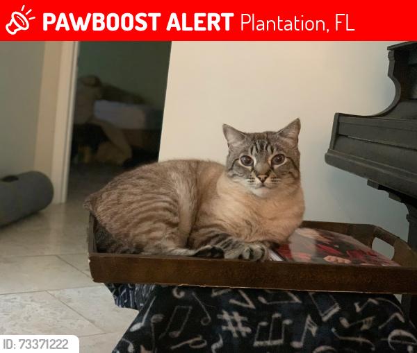 Lost Male Cat last seen Between Broward Blvd and Cypress, Plantation, FL 33317