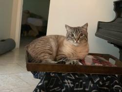 Lost Male Cat last seen Between Broward Blvd and Cypress, Plantation, FL 33317