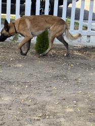 Found/Stray Male Dog last seen Walbollen, Spring Valley, CA 91977