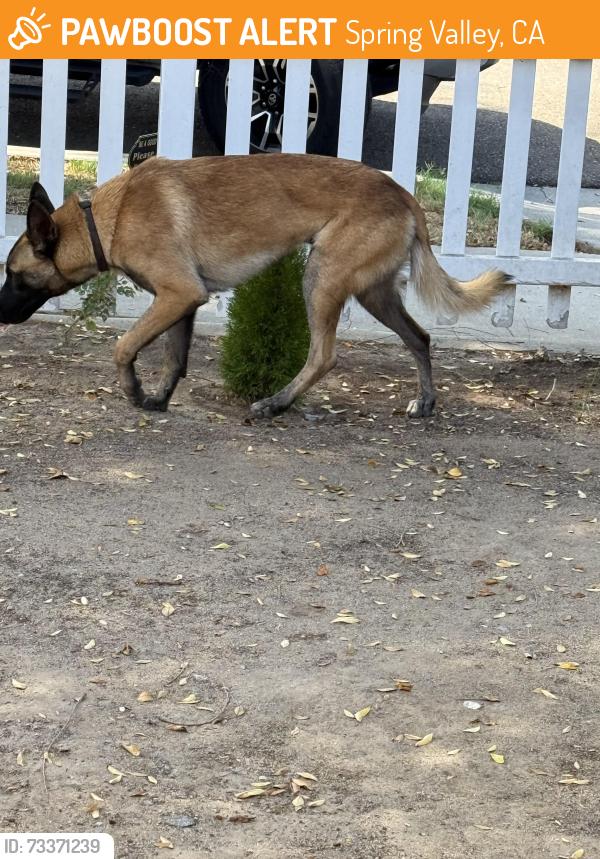 Found/Stray Male Dog last seen Walbollen, Spring Valley, CA 91977
