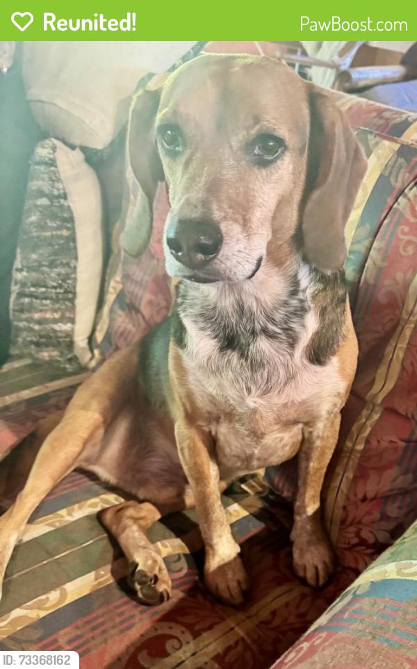 Reunited Male Dog last seen Crestview Dr and Whitt Rd, Leicester, NC 28748