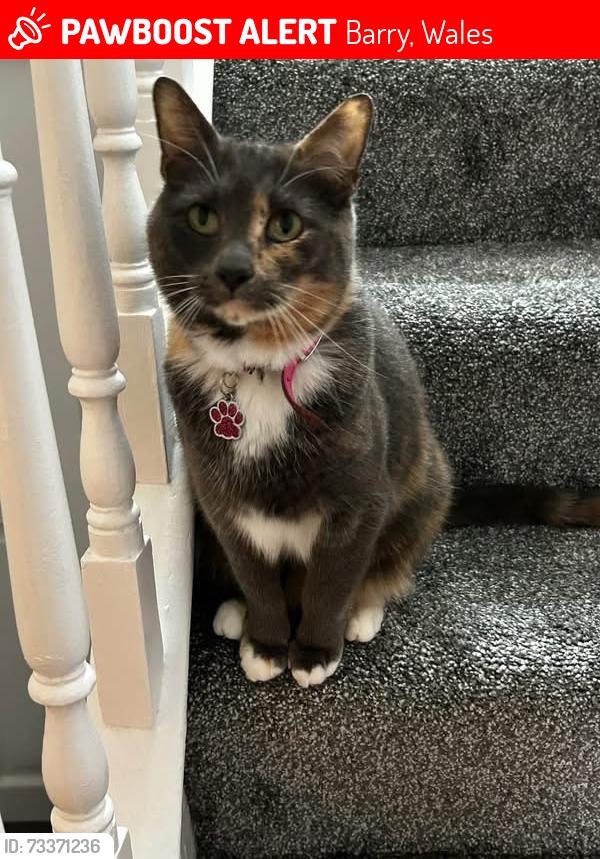 Lost Female Cat last seen Belvedere Crescent, cf63, Barry, Wales 