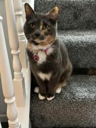 Lost Female Cat last seen Belvedere Crescent, cf63, Barry, Wales 