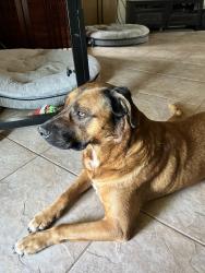 Reunited Female Dog last seen Near Walton Ln, Springtown, TX 76082, USA, Springtown, TX 76082