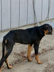 Shelter Stray Male Dog last seen W Clemenceau Ave & S Hughes Ave, Caruthers Zone Fresno CO 1B 93609, CA, 1510 W Dan Ronquillo Dr, Fresno, CA 93706, USA