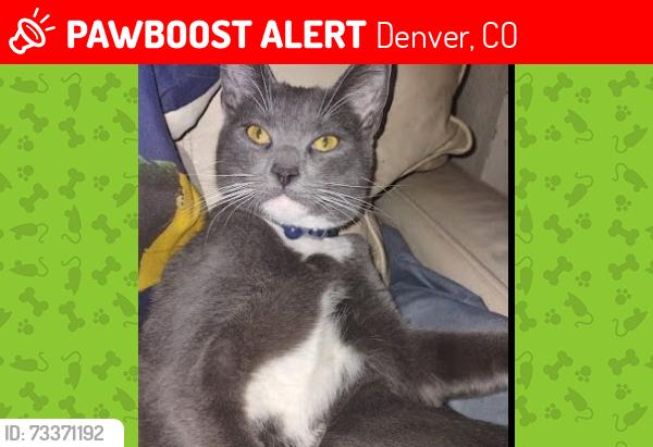 Lost Male Cat last seen Near federal blvd,Denver,co 80219, Denver, CO 80219