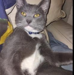 Lost Male Cat last seen Near federal blvd,Denver,co 80219, Denver, CO 80219