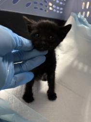 Shelter Stray Female Cat last seen Near 51st Ave, Oakland, CA, 1101 29th Ave, Oakland, CA 94601, USA