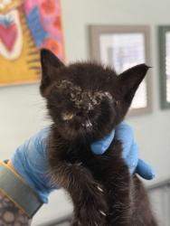 Shelter Stray Unknown Cat last seen Brices Creek Rd, New Bern,, 1639 Old Airport Rd, New Bern, NC 28562, USA