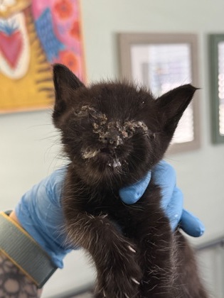 Shelter Stray Unknown Cat last seen Brices Creek Rd, New Bern,, 1639 Old Airport Rd, New Bern, NC 28562, USA