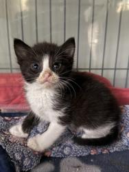 Shelter Stray Male Cat last seen Near Benfield Ave, New Bern City Limits, NC, 1639 Old Airport Rd, New Bern, NC 28562, USA