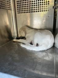 Shelter Stray Male Dog last seen Roy Rd, Caddo Parish,, 1500 Monty St, Shreveport, LA 71107, USA