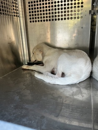 Shelter Stray Male Dog last seen Roy Rd, Caddo Parish,, 1500 Monty St, Shreveport, LA 71107, USA