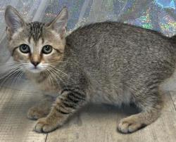 Shelter Stray Female Cat last seen Murphy St, Caddo Parish, LA, 1500 Monty St, Shreveport, LA 71107, USA