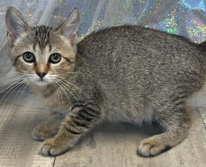 Shelter Stray Female Cat last seen Murphy St, Caddo Parish, LA, 1500 Monty St, Shreveport, LA 71107, USA