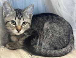 Shelter Stray Male Cat last seen Murphy St, Caddo Parish, LA, 1500 Monty St, Shreveport, LA 71107, USA